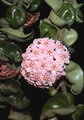 Hoya Carnosa
